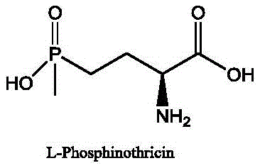 Chemical structure of L-Phosphinothricin showing the chiral center critical for herbicidal activity