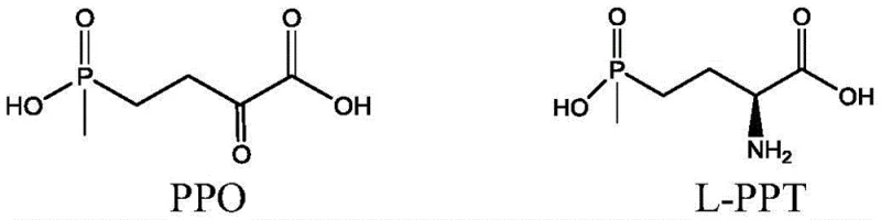 Reaction scheme showing the asymmetric reductive amination of PPO to L-PPT catalyzed by recombinant dehydrogenase