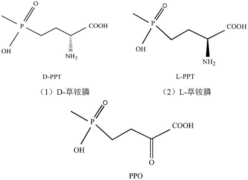 Reaction scheme showing the enzymatic deracemization of D,L-glufosinate to L-glufosinate via PPO intermediate
