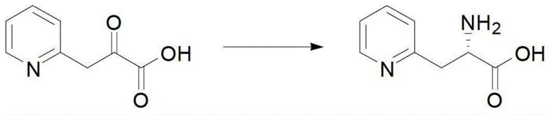 Specific enzymatic reductive amination reaction converting 2-pyridyl keto acid to L-2-pyridylalanine