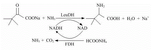 Dual-enzyme catalytic cycle showing LeuDH mediated reductive amination coupled with FDH cofactor regeneration