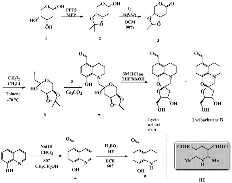 Complete synthetic route for Lycibarbarine A and B showing convergence of sugar and quinoline fragments