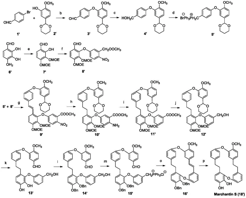 Detailed total synthesis route of Marchantin S showing key intermediates