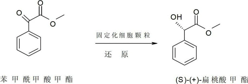 Asymmetric reduction of methyl benzoylformate to methyl (S)-(+)-mandelate using immobilized Saccharomyces cerevisiae