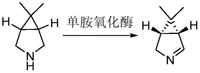 Enzymatic oxidation mechanism converting 6,6-dimethyl-3-azabicyclo[3.1.0]hexane to the imine intermediate