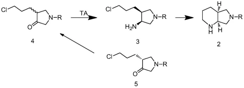 Novel biocatalytic transamination and spontaneous cyclization mechanism