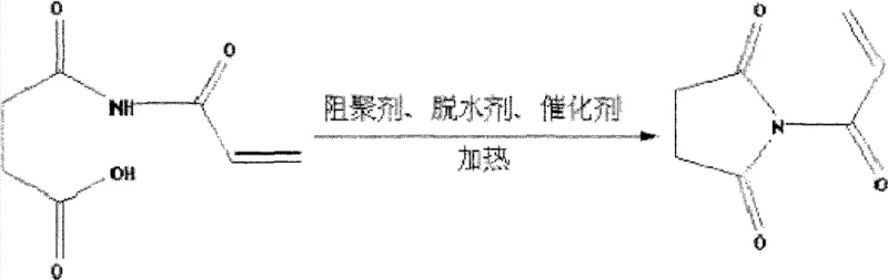 Dehydration cyclization reaction converting the intermediate to N-acryloyl succinimide