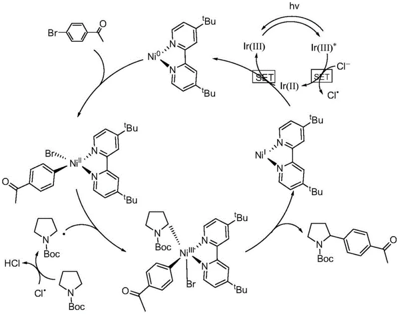 Catalytic cycle mechanism showing the interplay between Iridium photoredox and Nickel catalysis for C-H arylation