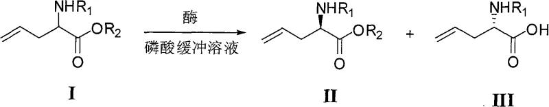 General reaction scheme for the enzymatic resolution of N-protected allyl glycinate into chiral ester and acid components
