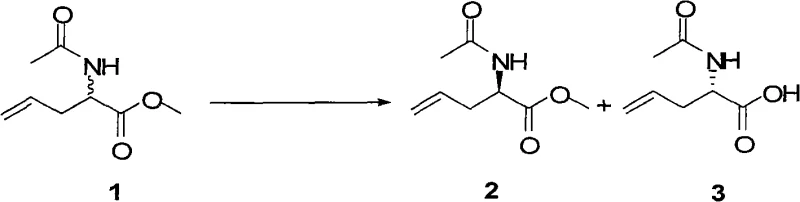 Specific embodiment showing the resolution of N-acetyl allylglycinate methyl ester with high yield and purity