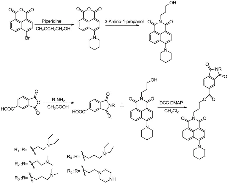 Overall synthetic route showing the convergence of naphthalimide and phthalimide intermediates via esterification