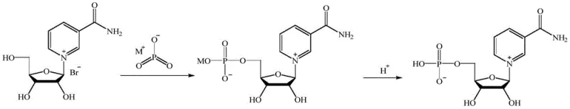 Mechanism of the phosphorylation step converting the nucleoside intermediate to NMN using metaphosphate