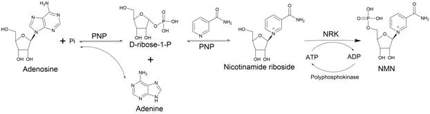 Reaction scheme showing the enzymatic synthesis of NMN from Adenosine and Nicotinamide via PNP and NRK with ATP regeneration