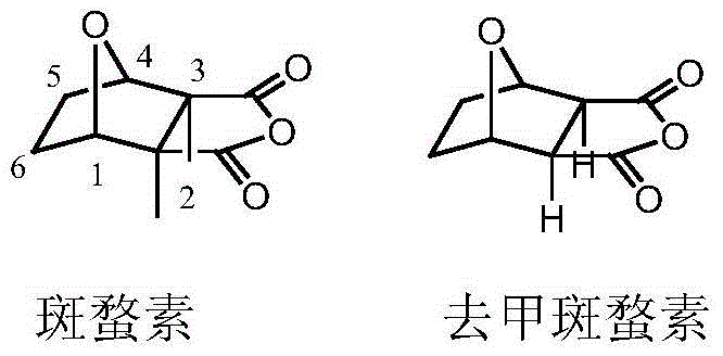 Chemical structure comparison showing the structural evolution from toxic Cantharidin to safer Norcantharidin backbone