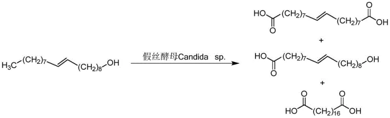 Biological oxidation pathway of oleyl alcohol to diacids using Candida sp. representing conventional low-yield methods
