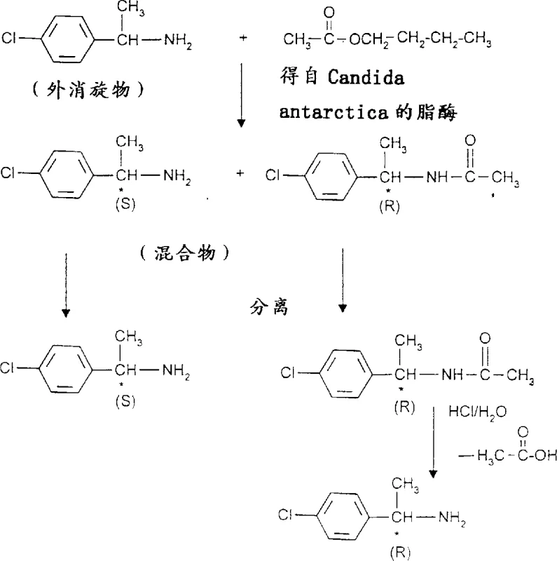 Reaction scheme showing enzymatic resolution of racemic 1-(4-chlorophenyl)-ethylamine with n-butyl acetate using Candida antarctica lipase
