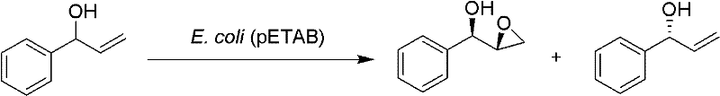 Biocatalytic asymmetric epoxidation of 1-phenyl-2-allyl alcohol to phenyl glycidol using E. coli pETAB