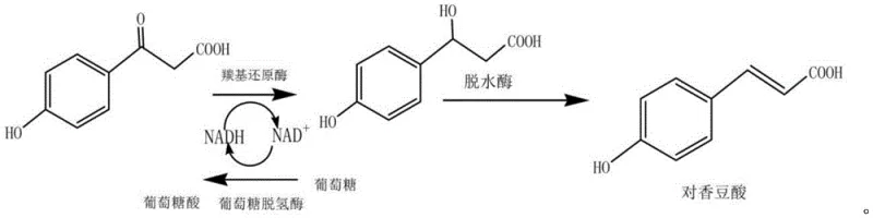 Reaction mechanism showing p-hydroxyphenylpyruvic acid conversion to p-coumaric acid via carbonyl reductase and dehydratase with NADH regeneration
