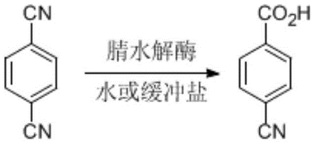 Chemical reaction scheme showing nitrilase-catalyzed hydrolysis of terephthalonitrile to p-cyanobenzoic acid