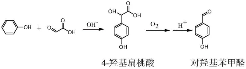 Main reaction pathway showing phenol condensation with glyoxylic acid to 4-hydroxymandelic acid and subsequent oxidation to p-hydroxybenzaldehyde