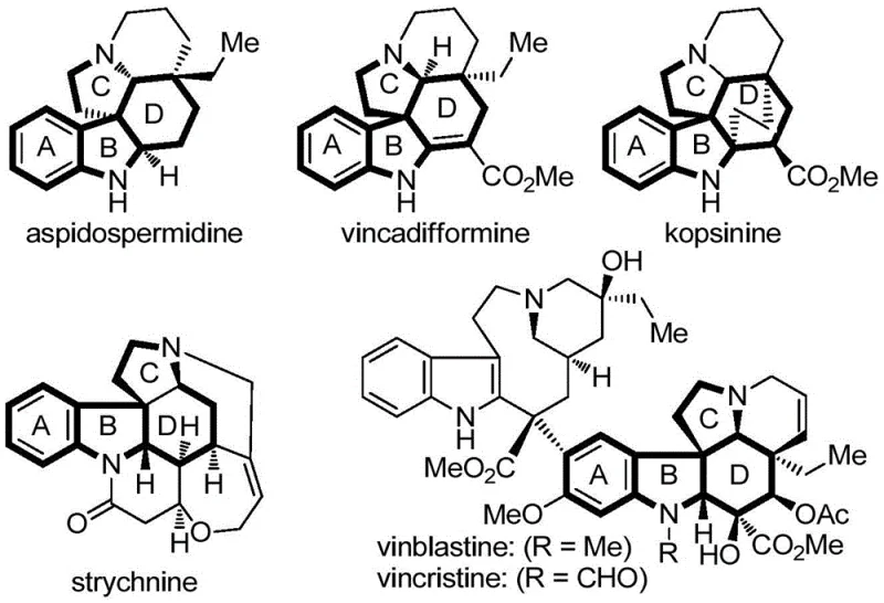Representative natural products containing polycyclic spiroindoline skeletons such as aspidospermidine and vincadifformine