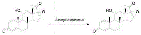 Chemical reaction scheme showing the C1,2-dehydrogenation of 11 Alpha-hydroxy-16 alpha, 17 alpha-epoxy progesterone to its dehydrogenated derivative catalyzed by Aspergillus ochraceus