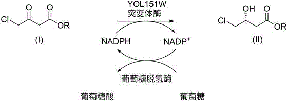 Biocatalytic reduction of chloroacetoacetate to (R)-4-chloro-3-hydroxy-butyrate using YOL151W mutant and GDH cofactor regeneration