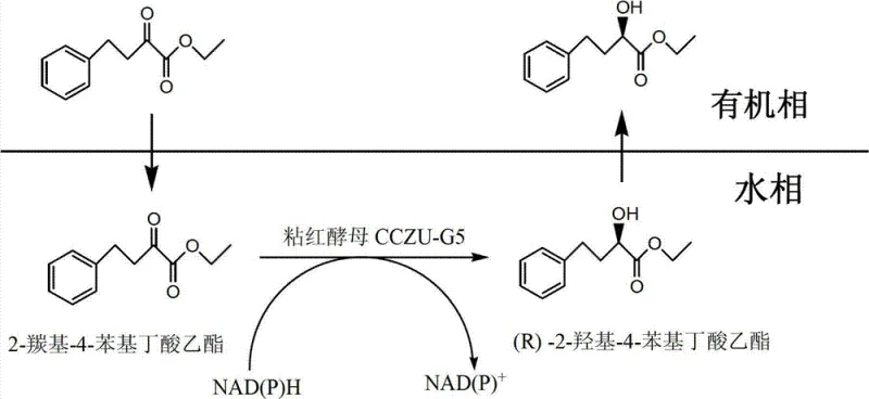 Biocatalytic reduction of ethyl 2-oxo-4-phenylbutyrate to (R)-2-hydroxy-4-phenylbutyric acid ethyl ester using Rhodotorula glutinis CCZU-G5