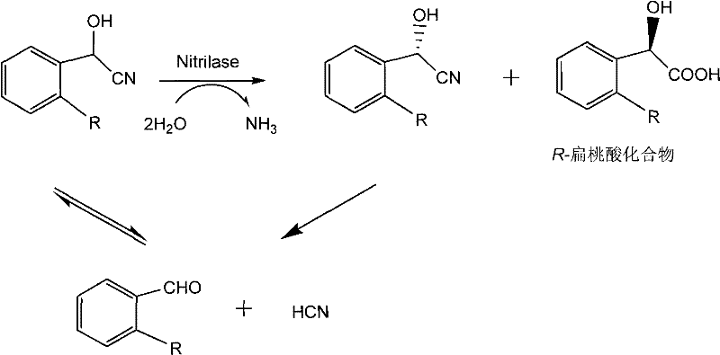Reaction mechanism showing the equilibrium between mandelonitrile and benzaldehyde plus HCN and the hydrolysis pathway