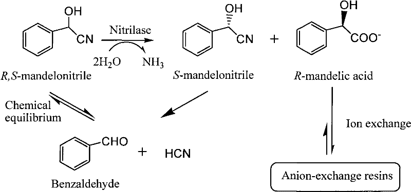 Reaction scheme showing nitrilase conversion of racemic mandelonitrile to R-mandelic acid and its adsorption on anion exchange resin