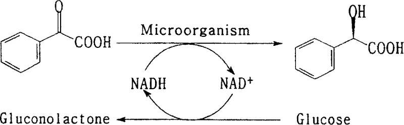 Reaction mechanism showing the asymmetric reduction of benzoylformic acid to (R)-mandelic acid coupled with NADH regeneration via glucose oxidation