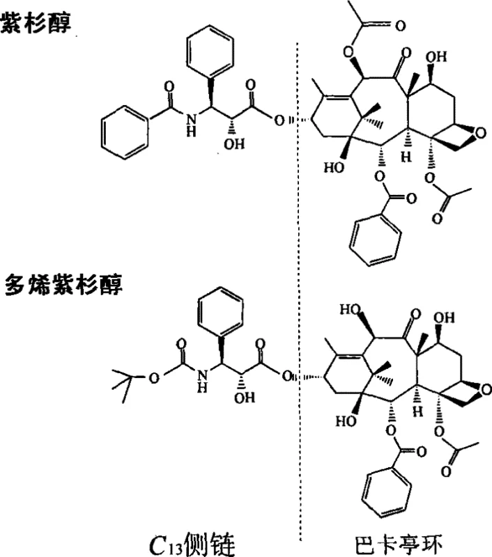 Chemical structures of Paclitaxel and Docetaxel showing the C13 side chain and Baccatin III core