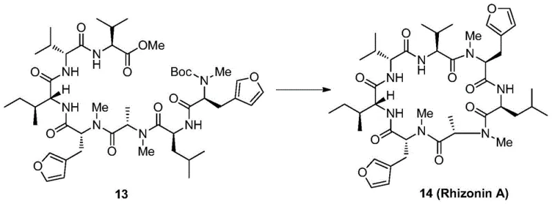 Final macrocyclization step converting linear heptapeptide 13 to Rhizonin A 14