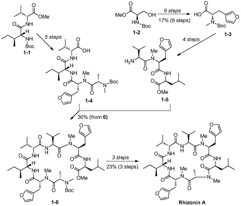 Comparison of conventional 17-step synthesis versus the novel convergent route for Rhizonin A