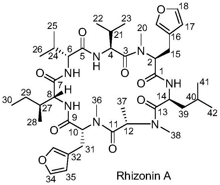 Chemical structure of Rhizonin A showing the cyclic heptapeptide backbone