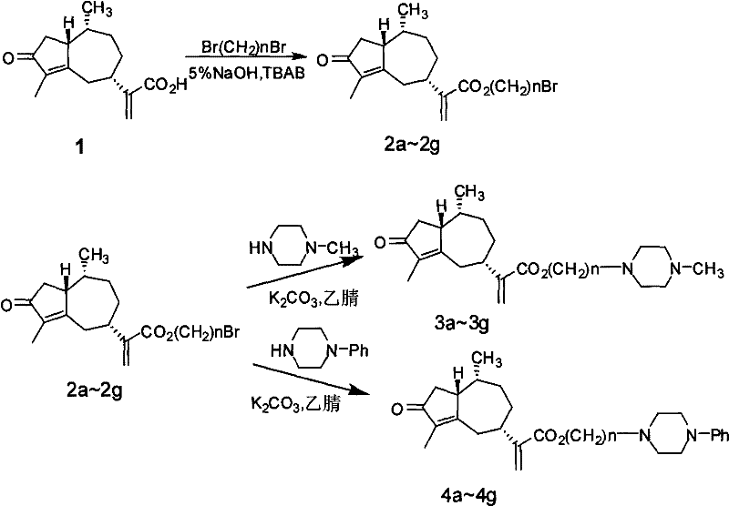 Comprehensive reaction scheme showing the synthesis of brominated rupestonic acid esters and their subsequent conversion to piperazine derivatives