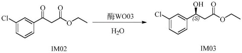 Key enzymatic reduction step converting ketoester IM02 to chiral alcohol IM03