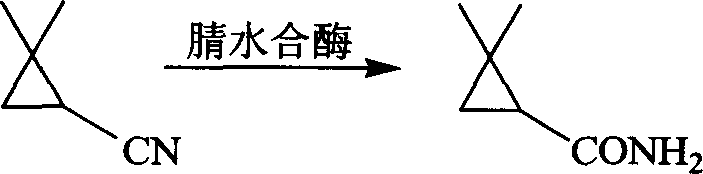 Reaction scheme showing the nitrile hydratase catalyzed conversion of 2,2-dimethylcyclopropanecarbonitrile to 2,2-dimethylcyclopropanecarboxamide