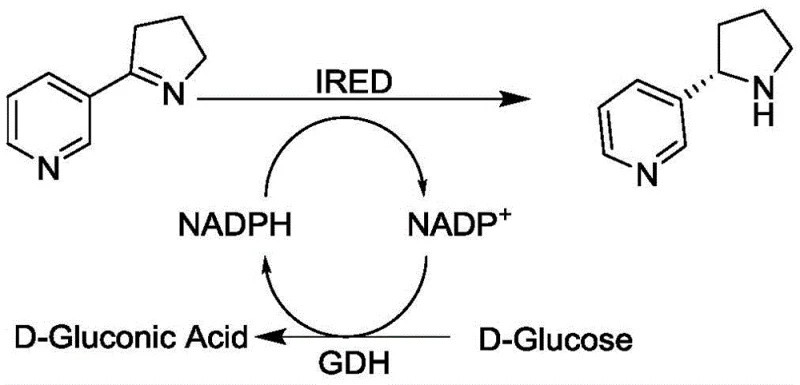 Catalytic cycle showing IRED reduction of imine to amine coupled with GDH cofactor regeneration using glucose