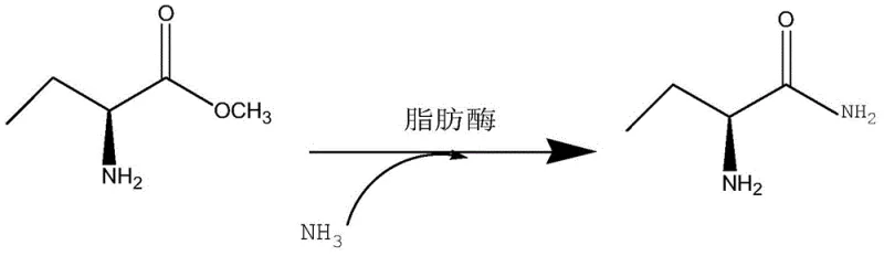 Chemical equation of enzymatic synthesis of S-2-aminobutanamide
