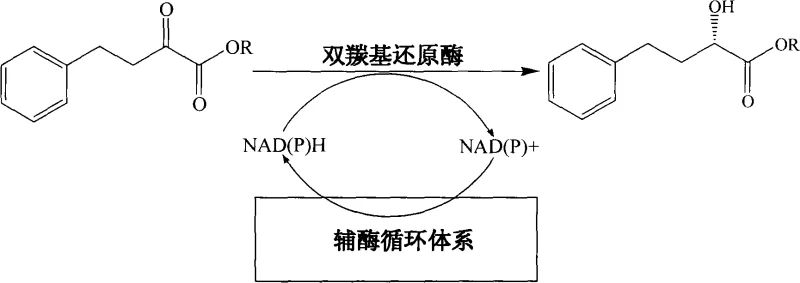 Reaction mechanism showing dicarbonyl reductase catalysis and NAD(P)H cofactor regeneration cycle