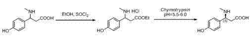 Synthetic route for (S)-3-(4-hydroxyl phenyl)-3-methylamino propionic acid via enzymatic resolution