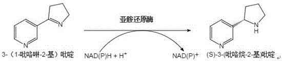 Reaction scheme showing the imine reductase catalyzed asymmetric reduction of 3-(1-pyrroline-2-yl)pyridine to (S)-3-(pyrrolidin-2-yl)pyridine using NAD(P)H