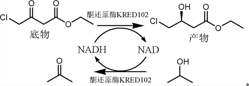 Reaction scheme showing KRED102 catalyzed asymmetric reduction of 4-chloro-3-oxobutyrate to (S)-4-chloro-3-hydroxybutyrate with NADH/NAD cofactor recycling using isopropanol