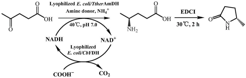 Reaction scheme showing the biocatalytic synthesis of (S)-5-methyl-2-pyrrolidone from levulinic acid using amine dehydrogenase mutants and subsequent cyclization