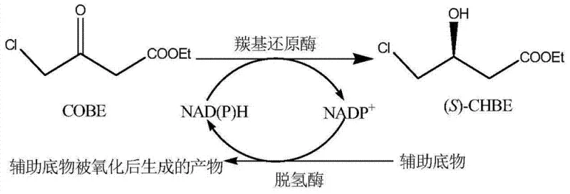 Reaction mechanism showing COBE reduction to (S)-CHBE with NADPH cofactor regeneration cycle