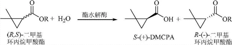 Reaction scheme showing enantioselective hydrolysis of 2,2-dimethylcyclopropane carboxylate to (S)-(+)-DMCPA