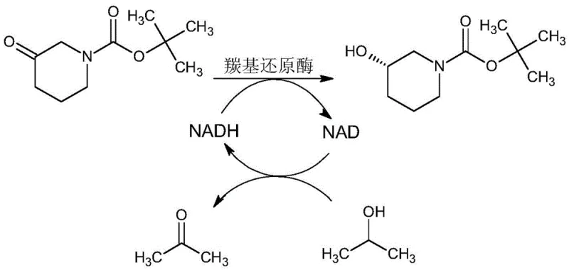 Mechanism of Carbonyl Reductase catalyzed reduction of N-Boc-3-piperidone with NADH/NAD cofactor regeneration cycle using Isopropanol