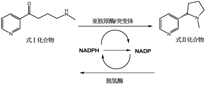 Reaction scheme showing the reduction of compound I to S-nicotine (compound II) using Imine Reductase and NADPH regeneration