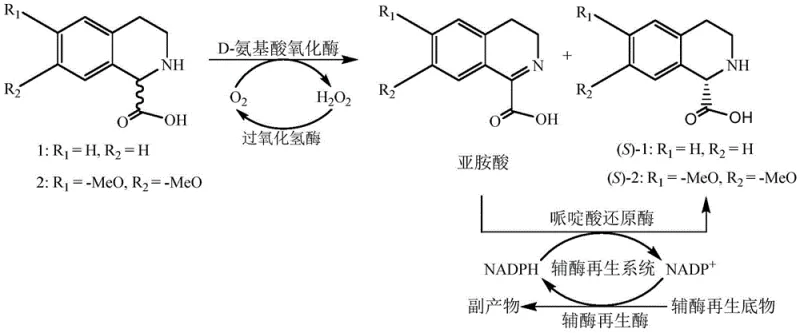 Overall reaction pathway showing DAAO oxidation and pipecolic acid reductase reduction cycle